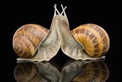 Snail Love jigsaw puzzle