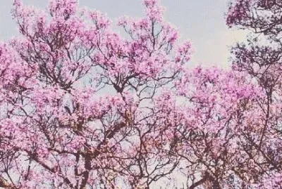 ä¸–ç•Œé¢¨æ™¯