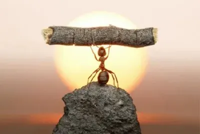 פאזל של bichito