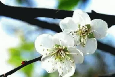 æ¢…èŠ±