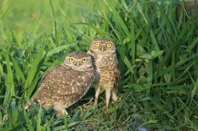 athene cunicularia jigsaw puzzle