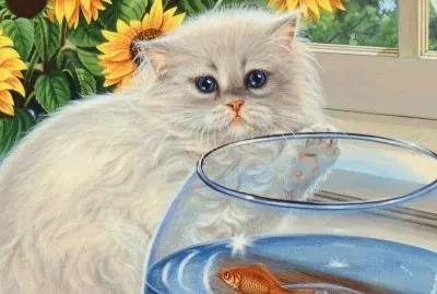 gato