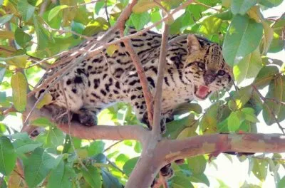 jaguatirica jigsaw puzzle