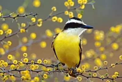 Bem-te-vi jigsaw puzzle