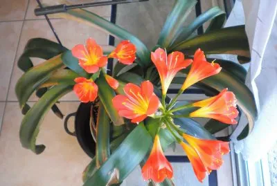 viviane17 jigsaw puzzle