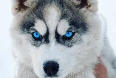 Blue eyes
