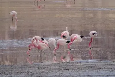Laguna Grande. Catamarca. Argentina