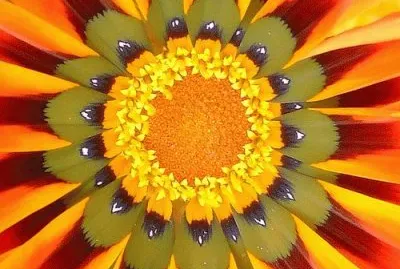 Sunflower jigsaw puzzle