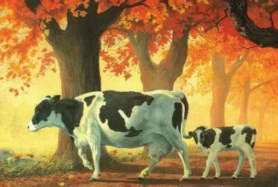 vacas