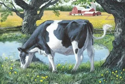 vacas