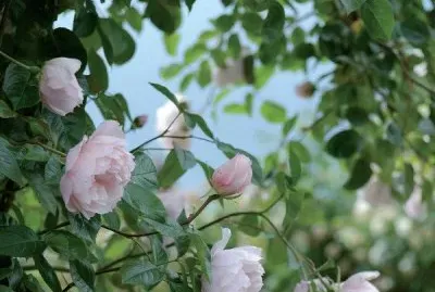 rosas