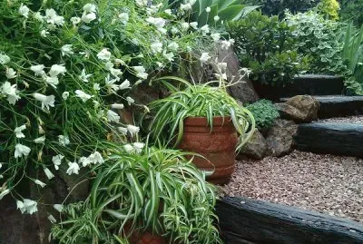 jardÃ­n