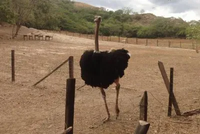 aves-trus jigsaw puzzle