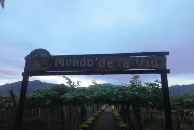 viÃ±edos
