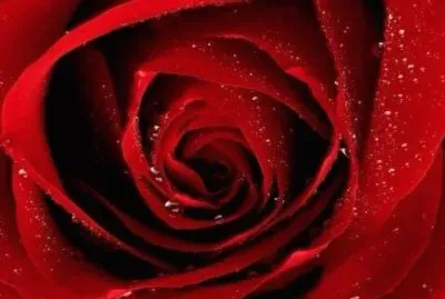 Red rose