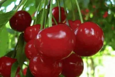 cerezas jigsaw puzzle