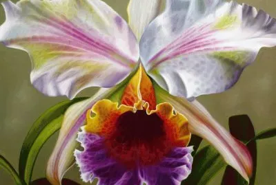 פאזל של Cattleya Orchid