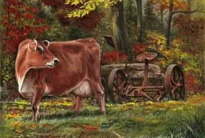 vaca