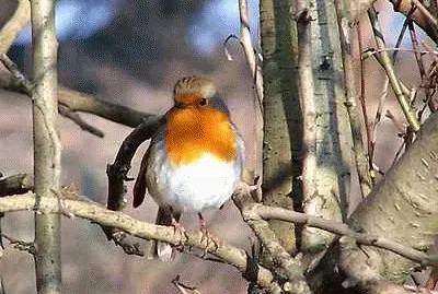 Robin