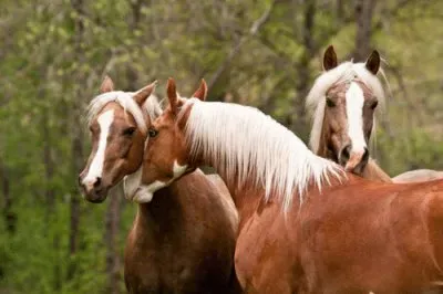 Cavalos 40 jigsaw puzzle