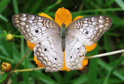 Natureza