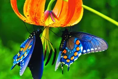 Natureza