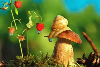 Natureza