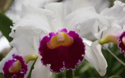 פאזל של Natureza