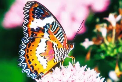 פאזל של Natureza
