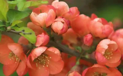 פאזל של Natureza