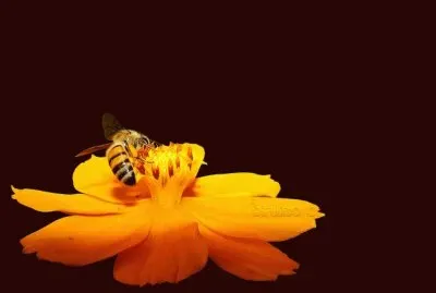 la abeja jigsaw puzzle