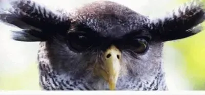 ×¢×™× ×™×™× jigsaw puzzle