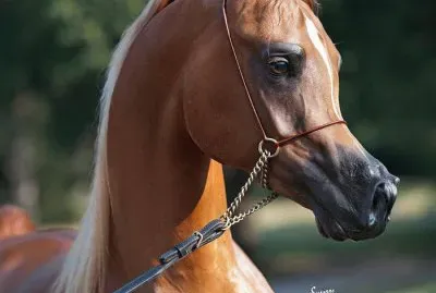 Cavalos 42 jigsaw puzzle