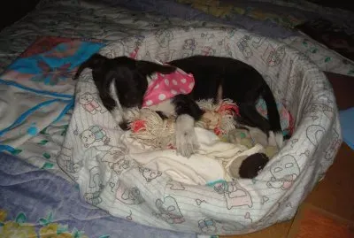 פאזל של LAS CRATURAS MÃS TIERNAS DEL MUNDO