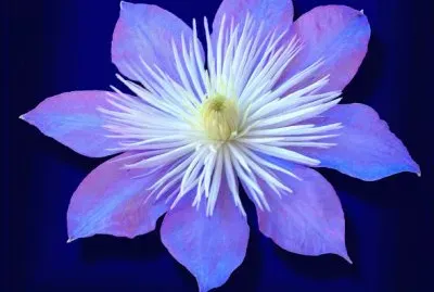 Bleu Clematis