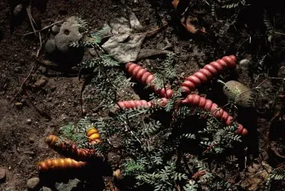 prosopis strombulifera