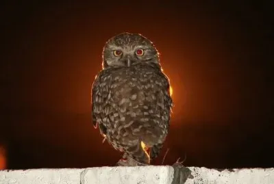 lechuza de las vizcacheras