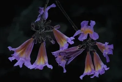 פאזל של flores de lapacho
