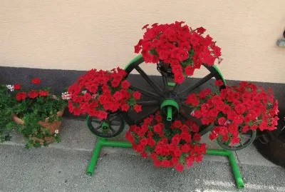 kolo