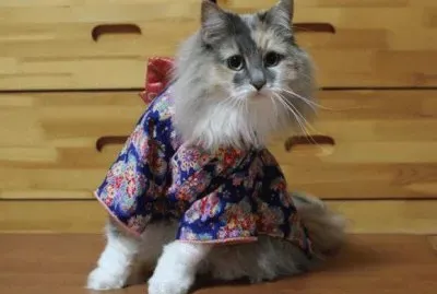 kimono