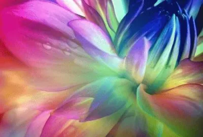 Colorful Gardenia