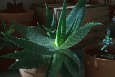 Aloe nocturno