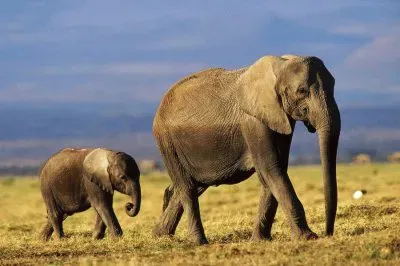 mom#200 jigsaw puzzle