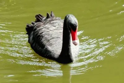 פאזל של cisne