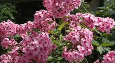 פאזל של phlox