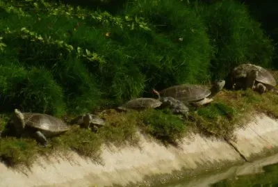 tortlelandia jigsaw puzzle