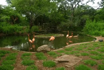 flamingos