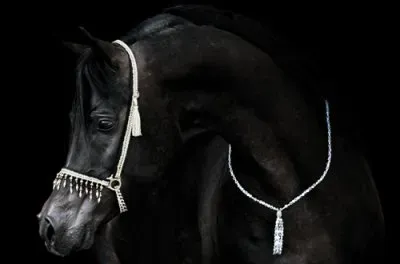 Cavalos 45 jigsaw puzzle