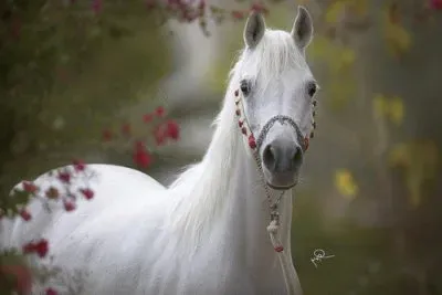 Cavalos 47 jigsaw puzzle