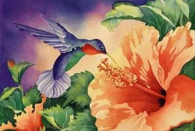 Beautiful Hummingbird
